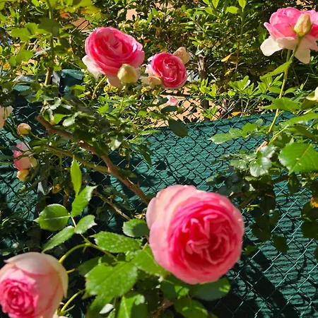 Casa Caudi Gæstehus