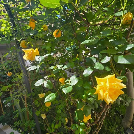 Gæstehus Casa Caudi Rom