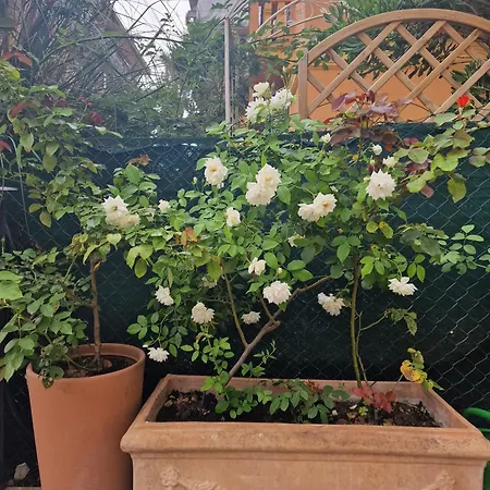 Casa Caudi Πανσιόν