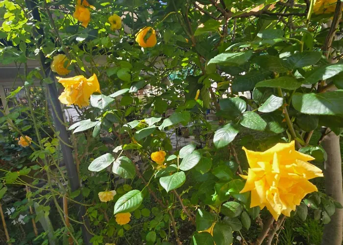 Πανσιόν Casa Caudi Ρώμη