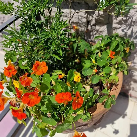 Casa Caudì Pensión Roma